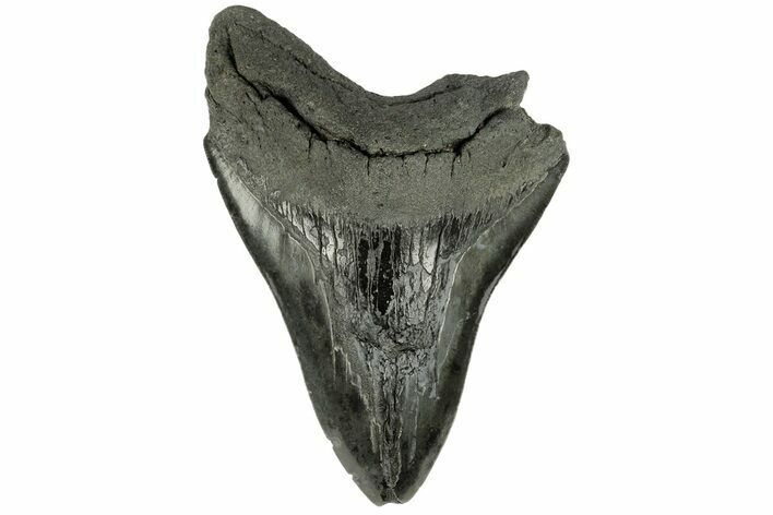 Bargain, Fossil Megalodon Tooth - South Carolina #168222